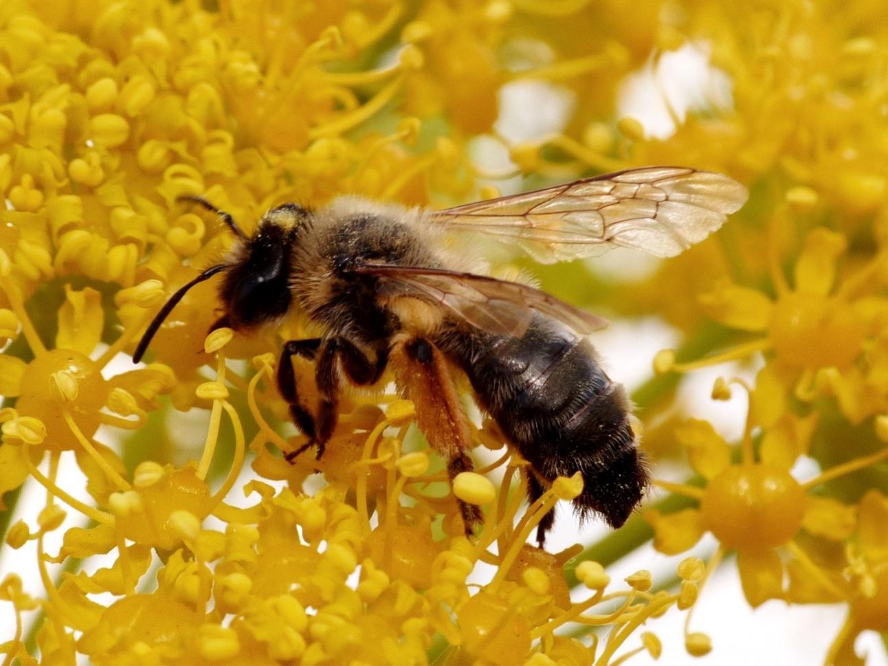 Andrena sp. (?) su ferula